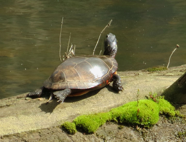 Midland Painted Turtle